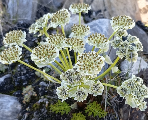 Pleurospermum candollei — photo