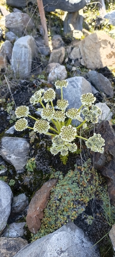 Pleurospermum candollei — photo
