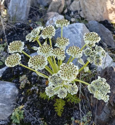 Pleurospermum candollei