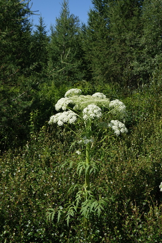Pleurospermum uralense — photo