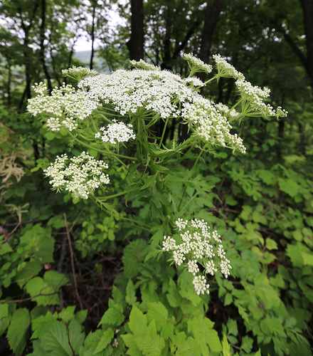 Pleurospermum uralense — photo