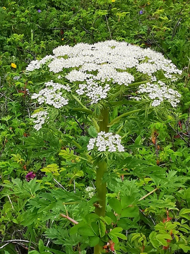 Pleurospermum uralense
