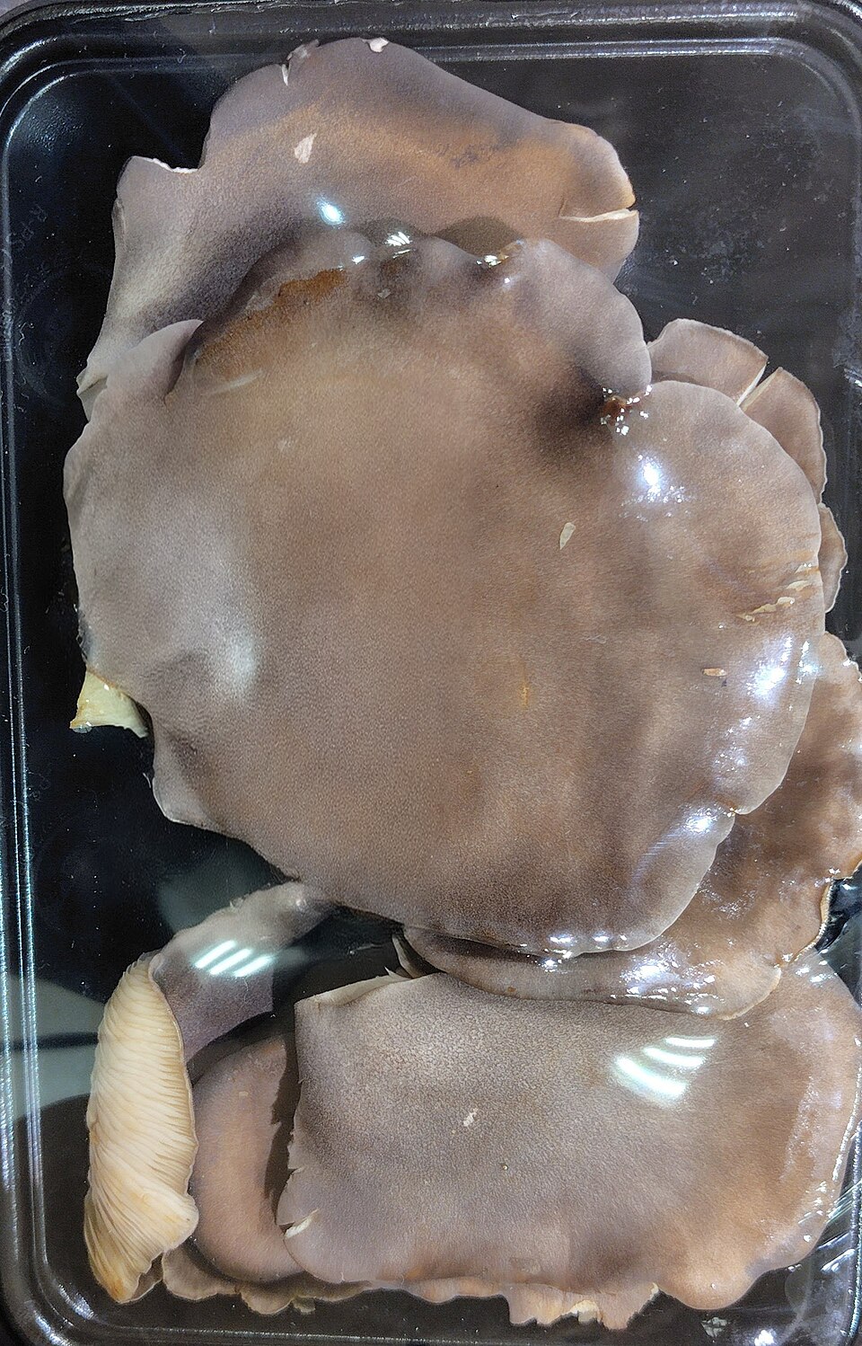 Pleurotus abalonus (Abalone mushroom) — photo