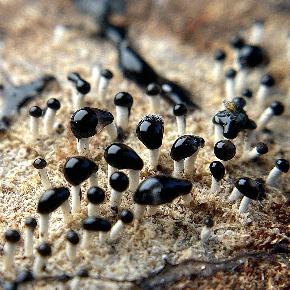 Pleurotus abalonus