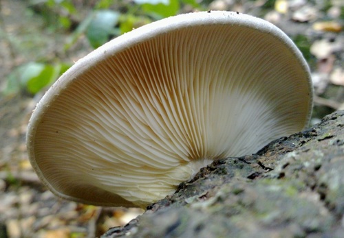 Pleurotus australis (Southern Oyster Mushroom) — photo
