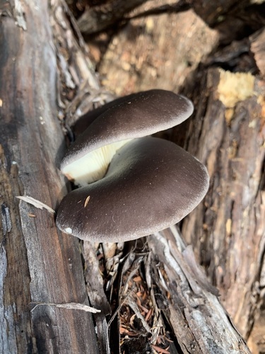 Pleurotus australis (Southern Oyster Mushroom) — photo