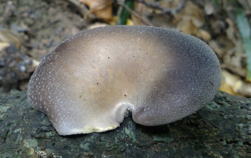 Pleurotus australis