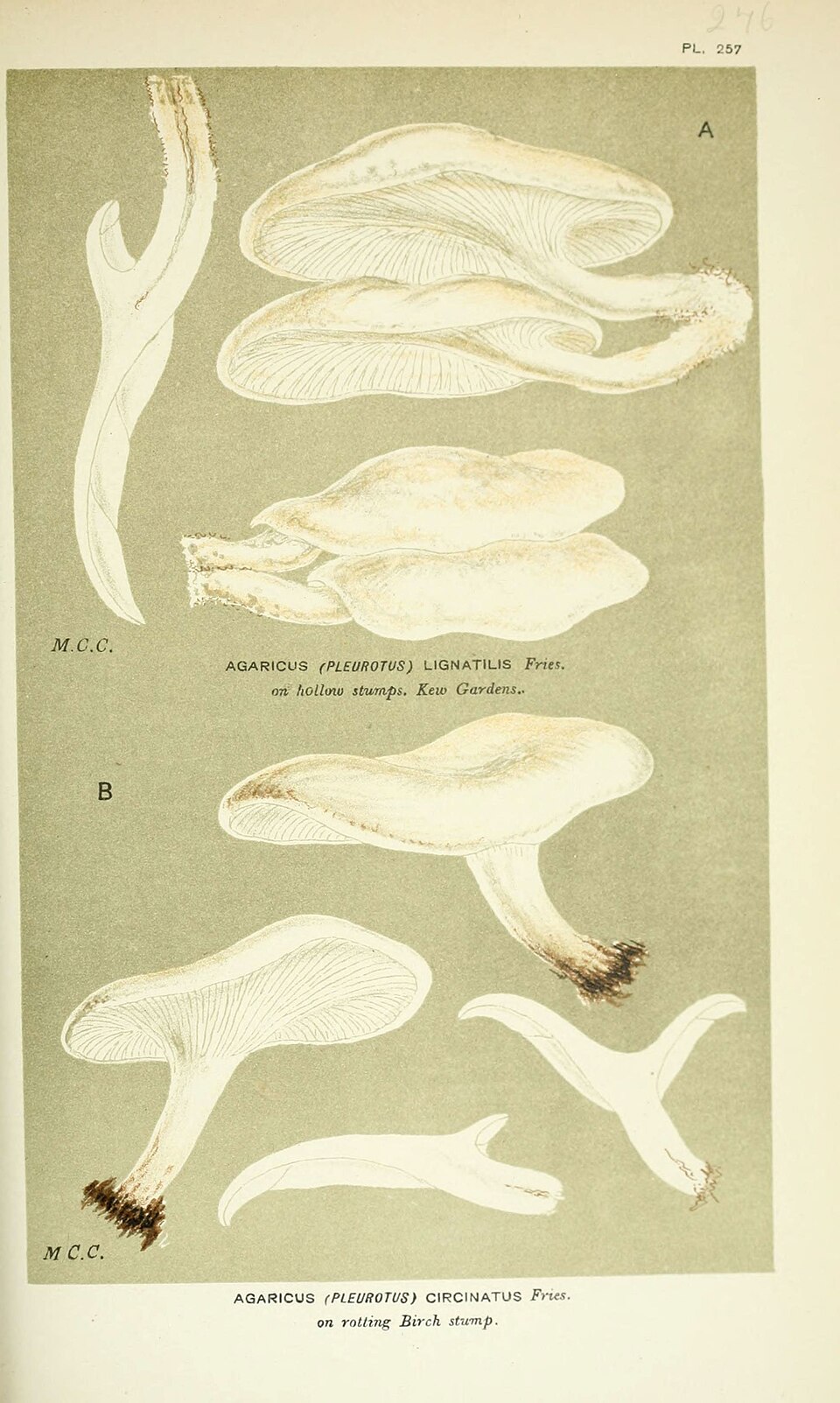 Pleurotus circinatus