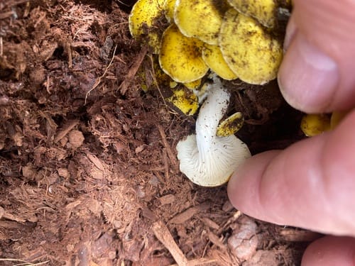 Pleurotus cornucopiae (Branched oyster mushroom) — photo
