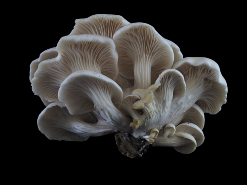 Pleurotaceae