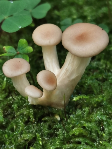 Pleurotus cornucopiae var. citrinopileatus (White Oyster mushroom) — photo