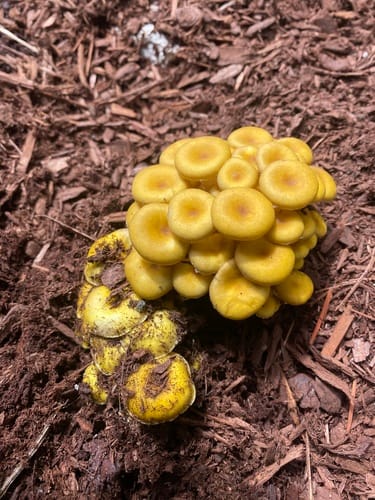 Pleurotus cornucopiae