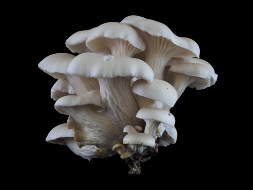 Pleurotus cornucopiae (Branched oyster mushroom) — photo
