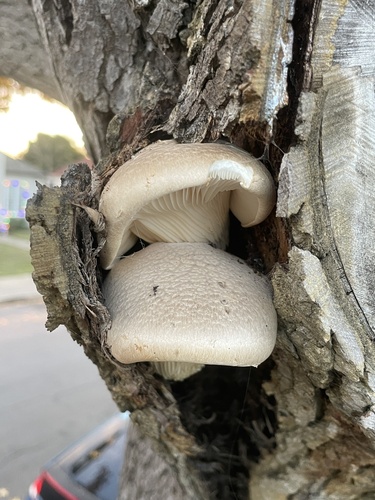 Pleurotus corticatus — photo