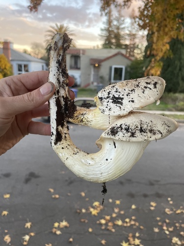 Pleurotus corticatus — photo