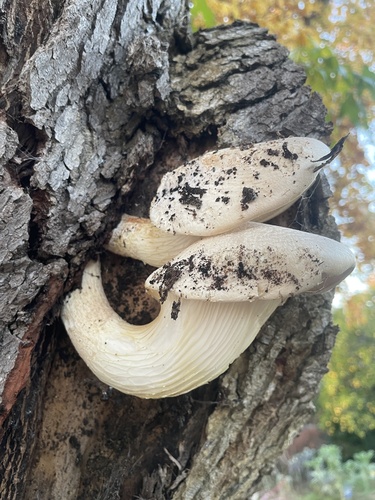 Pleurotus corticatus