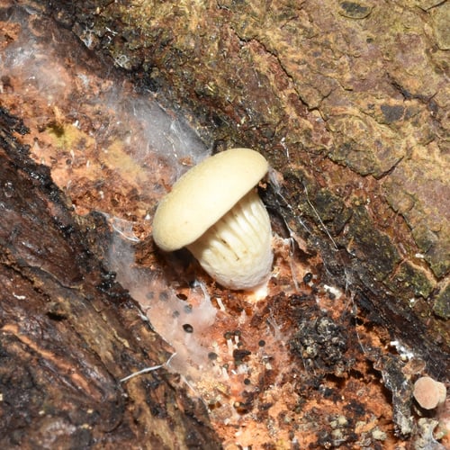 Pleurotus cystidiosus (Abalone mushroom) — photo