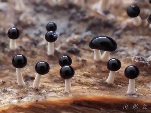 Pleurotus cystidiosus