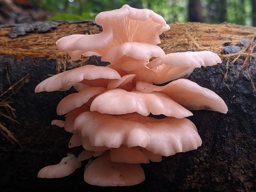 Pleurotus djamor var. roseus — photo