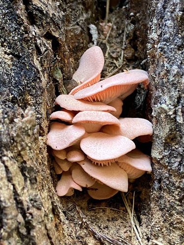 Pleurotus djamor var. roseus — photo
