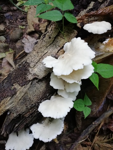 Pleurotus djamor var. roseus