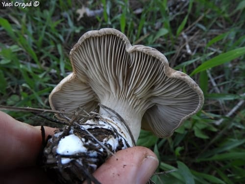 Pleurotus eryngii var. thapsiae
