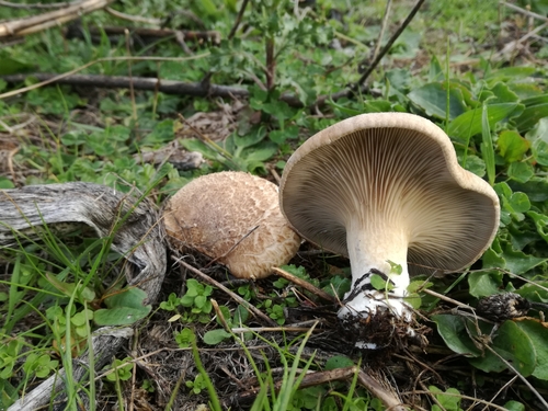 Pleurotus eryngii var. thapsiae — photo
