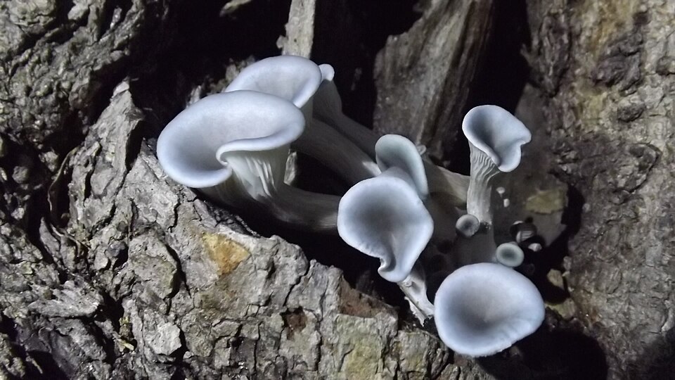 Pleurotus florida