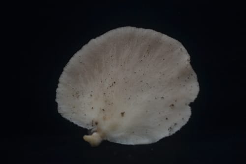 Pleurotus floridanus — photo