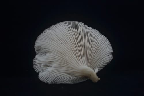 Pleurotus floridanus — photo