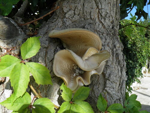 Pleurotus fuscosquamulosus