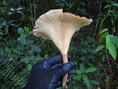 Pleurotus giganteus (Thai oyster mushroom) — photo