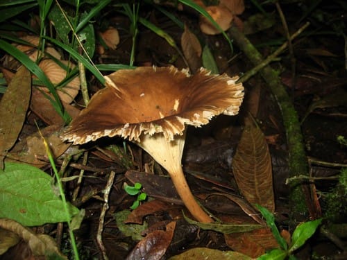 Pleurotus giganteus (Thai oyster mushroom) — photo
