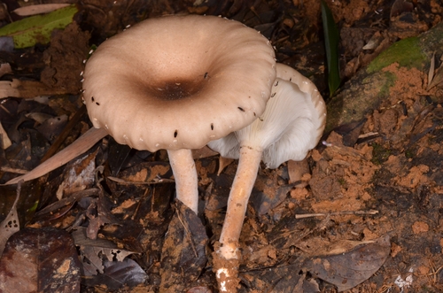Pleurotus giganteus