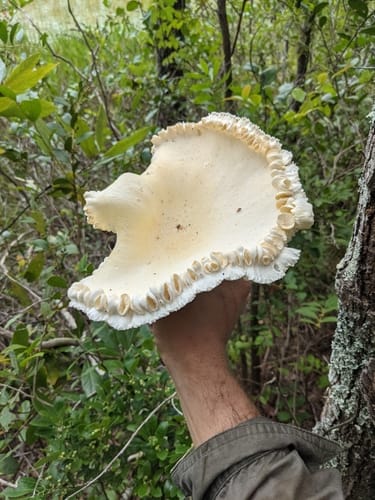 Pleurotus levis — photo