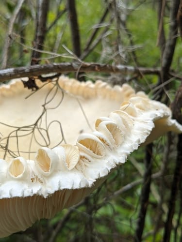 Pleurotus levis — photo