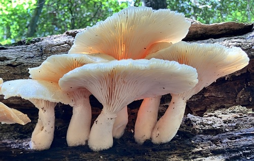 Pleurotus levis