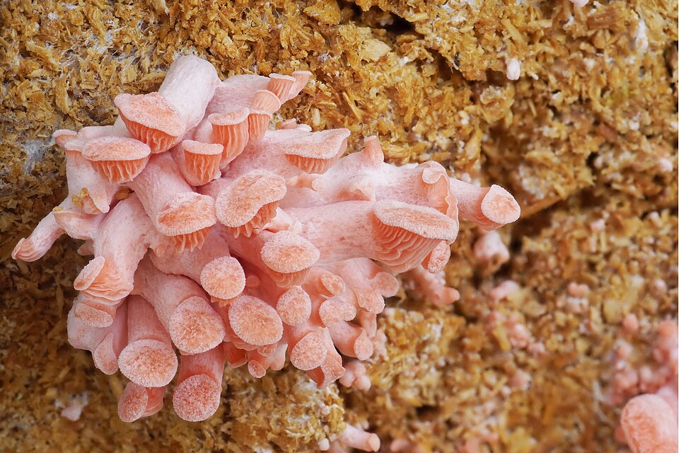 Pleurotus luteoalbus — photo