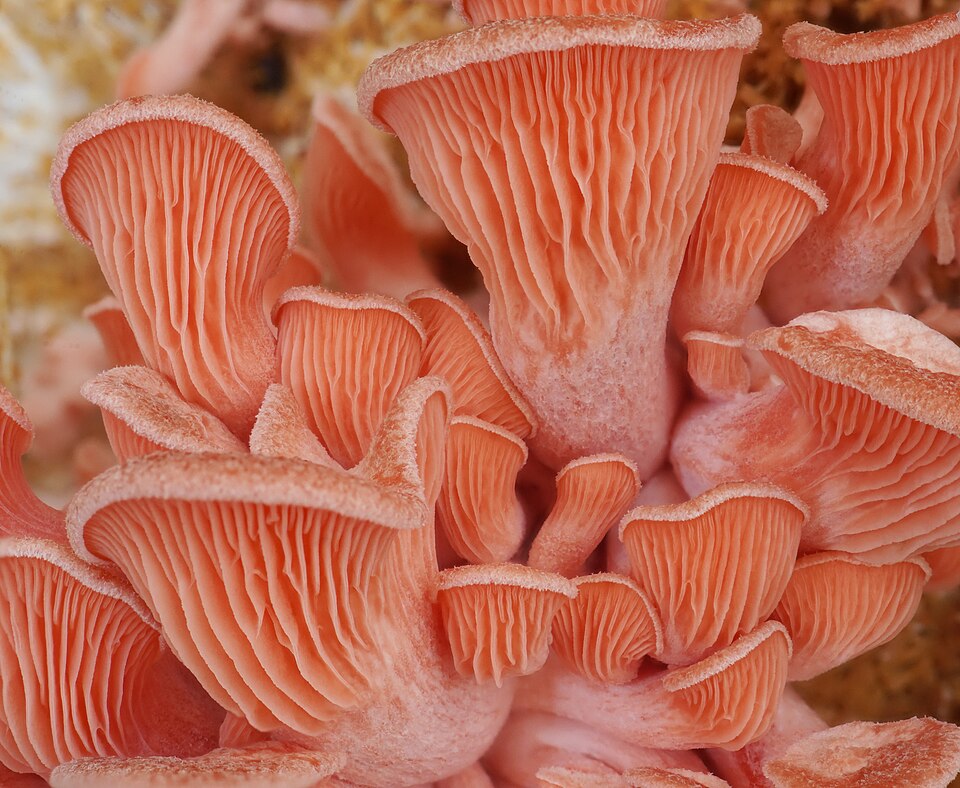 Pleurotus luteoalbus