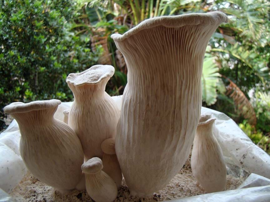 Pleurotus nebrodensis — photo