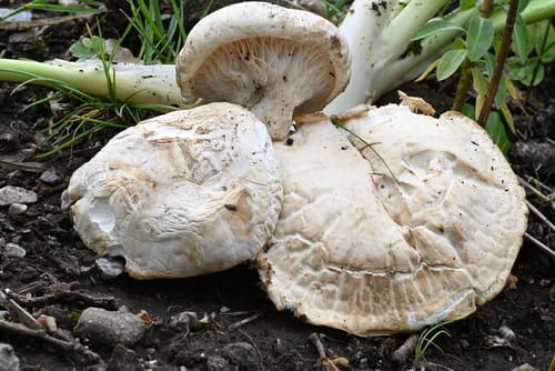 Pleurotus nebrodensis — photo