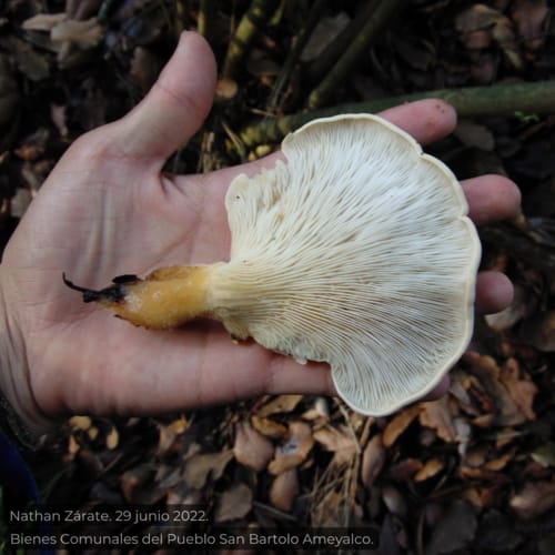 Pleurotus opuntiae (White oyster mushroom) — photo