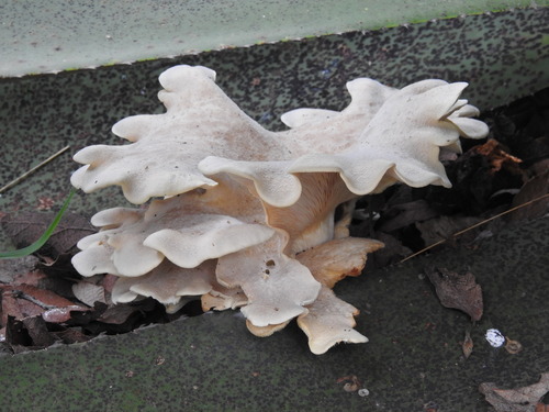 Pleurotus opuntiae