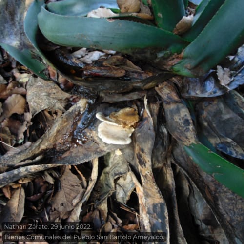 Pleurotus opuntiae (White oyster mushroom) — photo