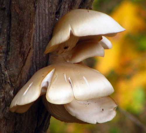 Pleurotus ostreatoroseus