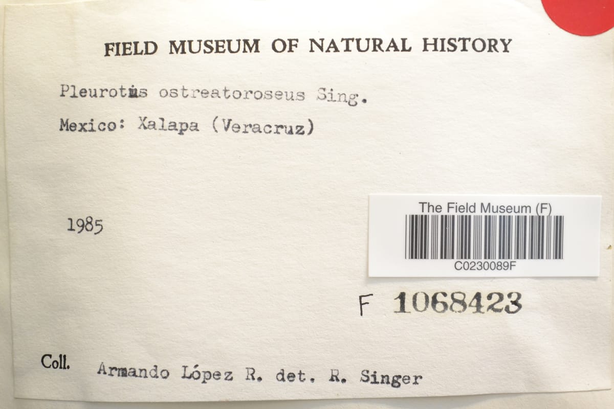 Pleurotus ostreatoroseus — photo