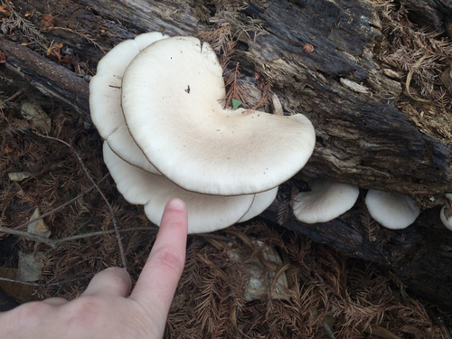 Pleurotus ostreatus var. kummeri (White oyster) — photo