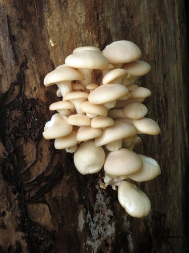 Pleurotus ostreatus var. magnificus