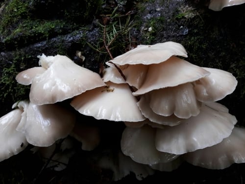 Pleurotus ostreatus var. vulgaris