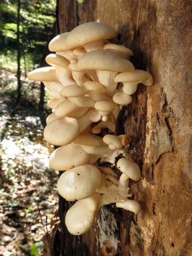 Pleurotus ostreatus var. vulgaris (Columbine oyster) — photo